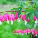 JMS Rare Perennial Spectabilis Herbs Dicentra Plant Bleeding Heart Pink Flower Seeds