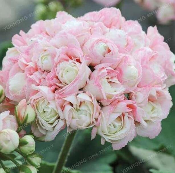 JMS Geranium Seeds, Apple Blossom Rosebud Pelargonium, Light Pink Flowers