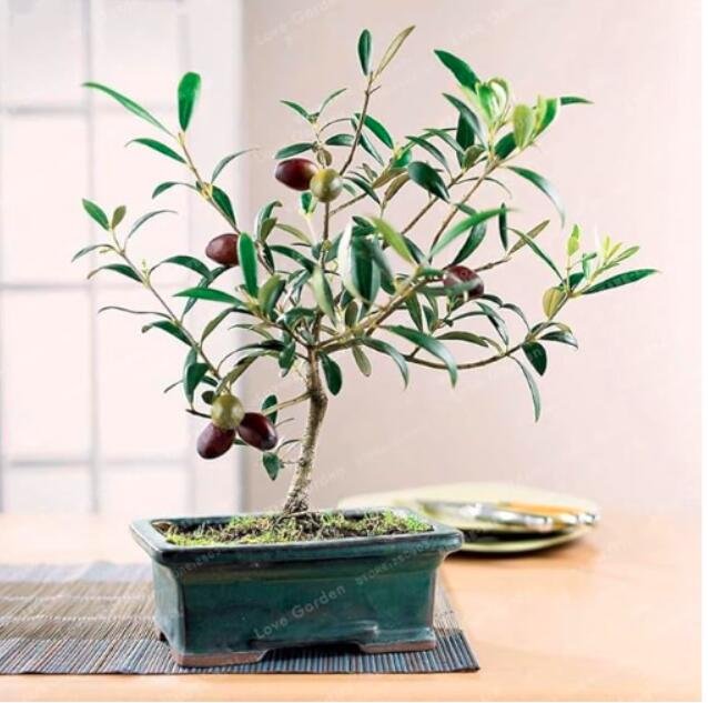 JMS Mini Olive Seeds
