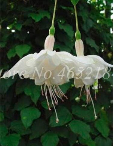 JMS Fuchsia Seeds, White Flowers