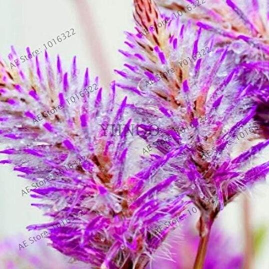 JMS Rare Australia Foxtail Flores Seeds, Purple