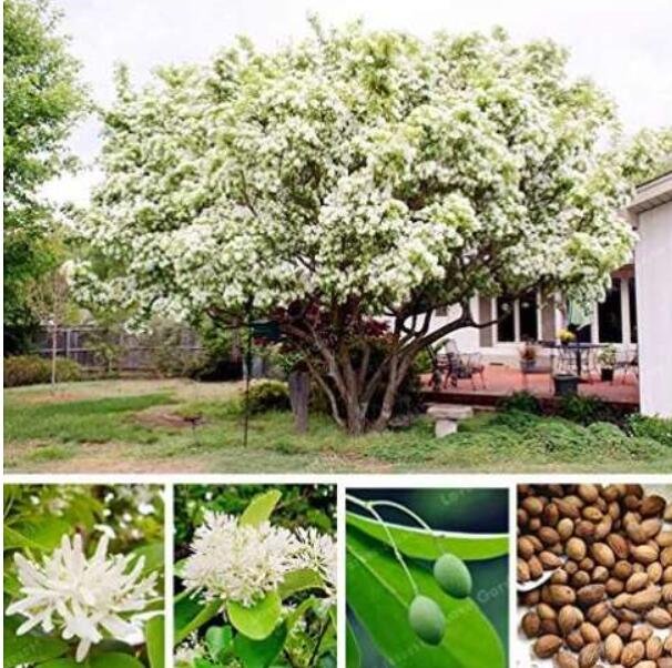 JMS Chionanthus Retusus Seeds