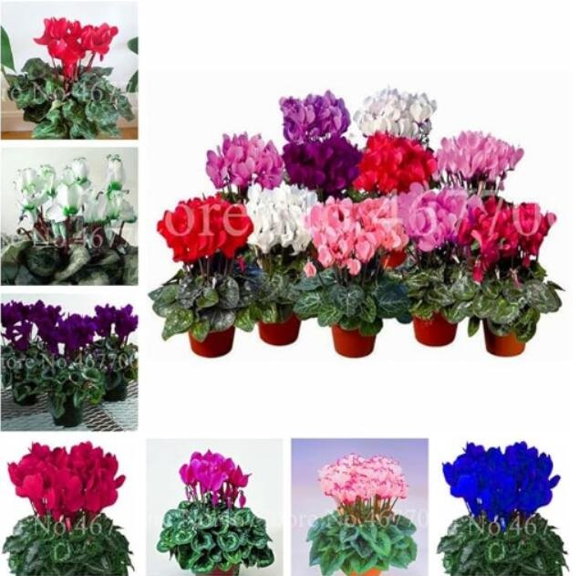 JMS Cyclamen Seeds, Mixed Flowers