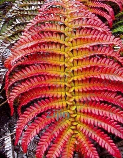 JMS Japanese Rare Creeper Boston Fern Plant Seeds