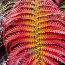 JMS Japanese Rare Creeper Boston Fern Plant Seeds