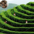JMS Chinese Green Tea Tree Seed Plant Tea For Healthy Seed Tea Tree Home Garden