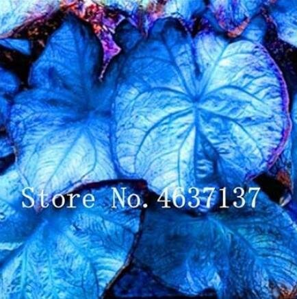 JMS Exotic Thailand Caladium Bicolor Seeds