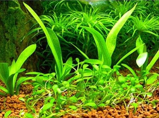 JMS Aquarium Grass Seeds (Mix)