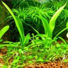 JMS Aquarium Grass Seeds (Mix)