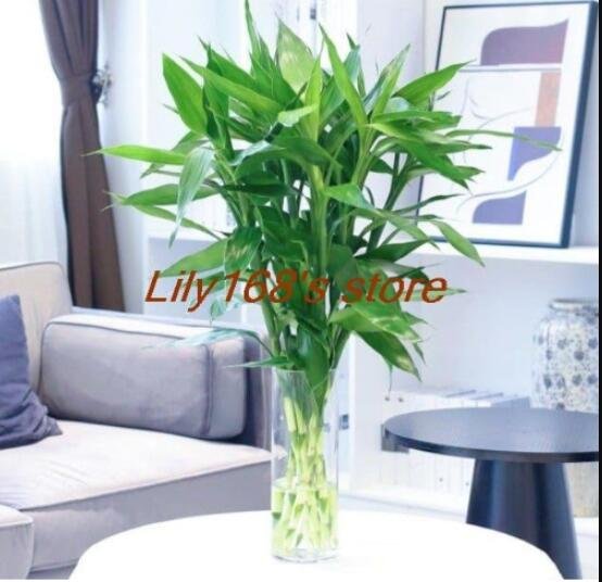 JMS Lucky Bamboo Seeds
