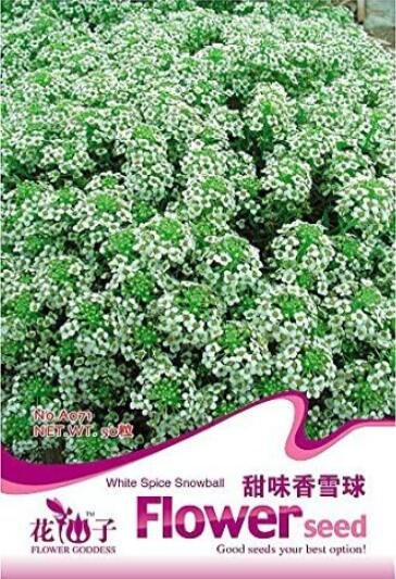 JMS White Sweet Alyssum Carpet Of Snow Flower Seeds