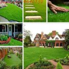 JMS Japanese Forest Grass Lawn Seeds, Perennial Evergreen