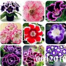 JMS Gloxinia Seedling Climbing Gloxinia Flower Seeds