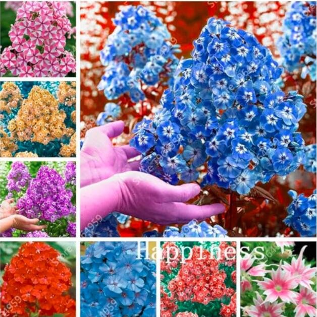 JMS Mix Phlox Flower Seeds