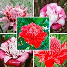 JMS Etlingera Elatior Flower Seeds, Mixed