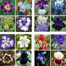JMS Iris Flower Seeds, Mixed