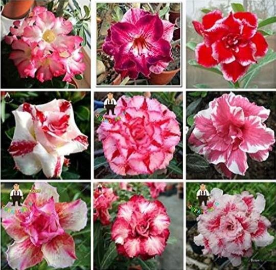 JMS Adenium Seeds, Mixed