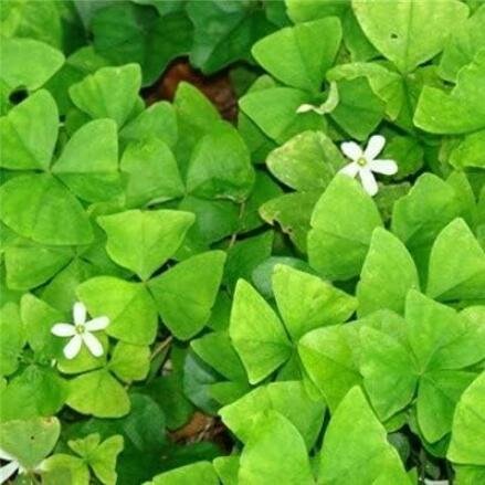 JMS Mixed Oxalis Seeds, White Flowers