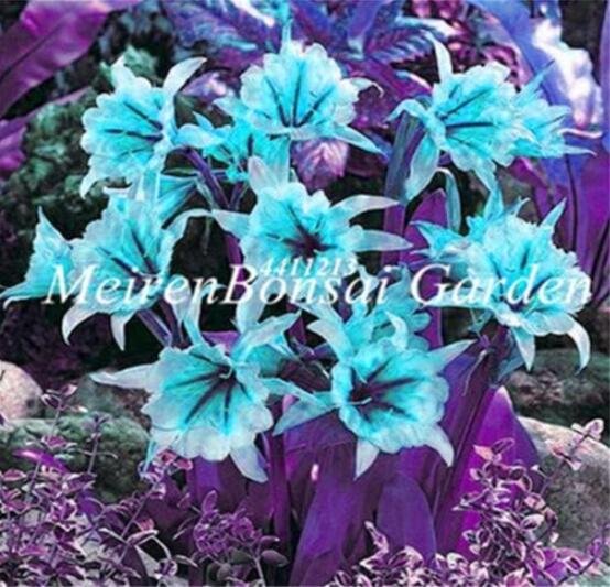 JMS Mixed Color Spider Lily Seeds