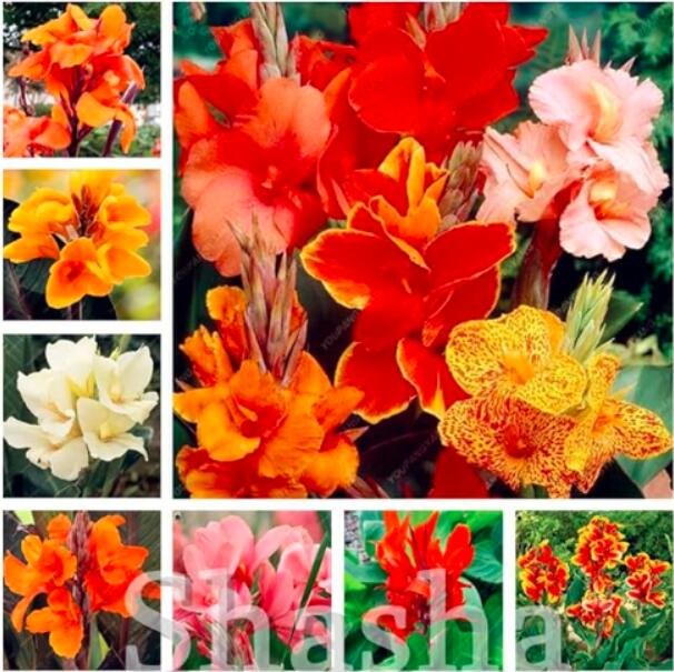 JMS Canna Lily Seeds, Mixed