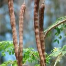 JMS Japan Moringa Seed Edible Ornamental Flores