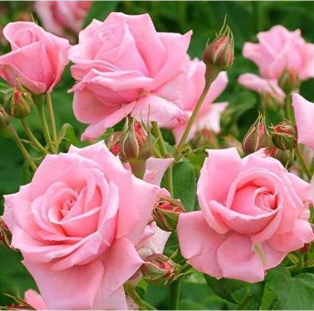 JMS Rare Full-Petalled Pink Rose Heirloom Fragrant Rose Seeds
