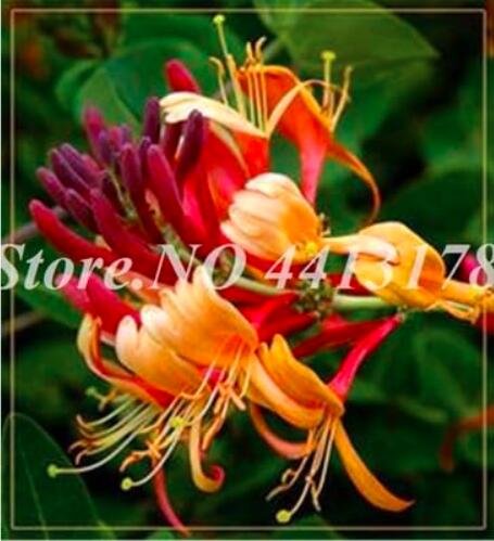 JMS Honeysuckle Vine Plant Seeds, Orange-Red Flowers