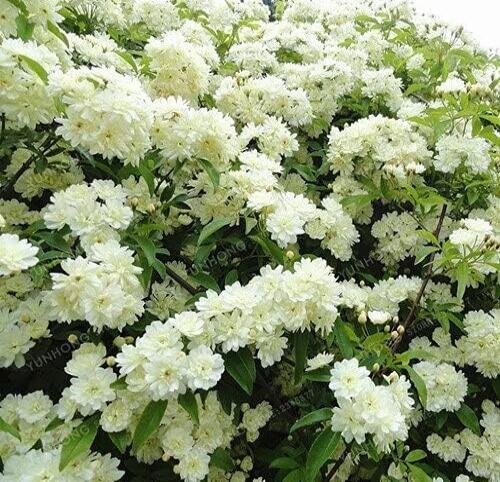 JMS Double Murraya Paniculata Orange Seeds Jasmine White Fragrant Flowers