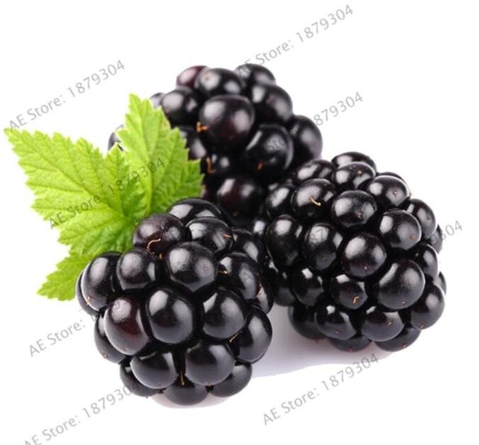JMS Heirloom Blackberry Seeds Sweet Black Berry Giant Blackberries