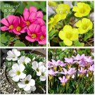 JMS Oxalis Flower Bulbs Seeds, Mixed