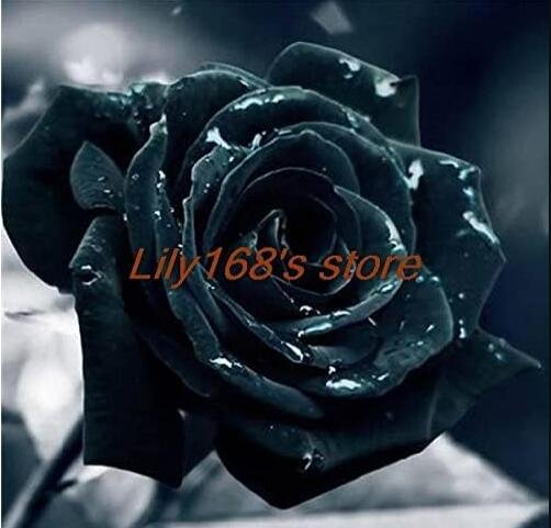 JMS Black Rose Seeds, Double Flowers