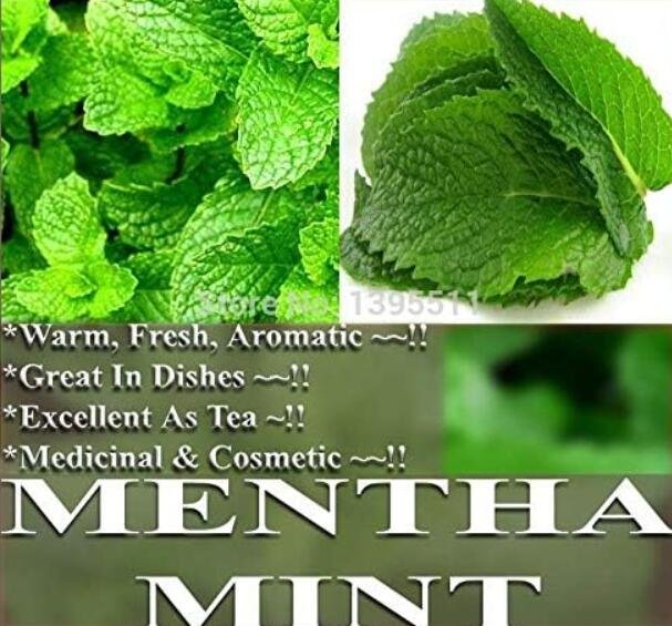 JMS Apple Mint Herbs Balm Heirloom Plants Peppermint Spearmint Seeds