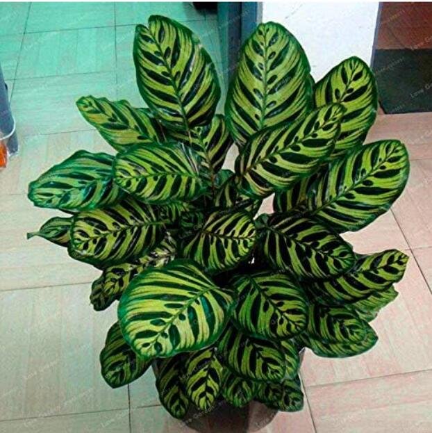 JMS Calathea Seeds Foliage Plant, Green And Dark Green Leaves With Yellow Stripes