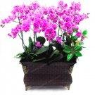JMS Cymbidium Seeds, Pink Butterfly Orchid