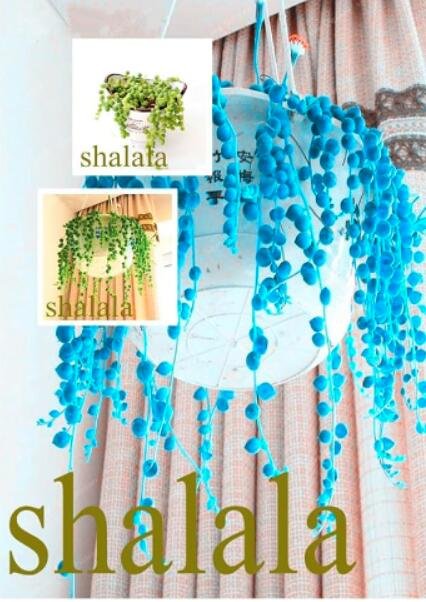 JMS Pearl Chlorophytum Seeds, Mixed