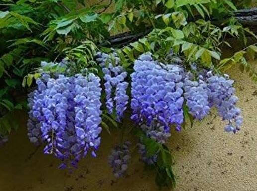 JMS Blue Wisteria Seeds