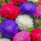 JMS Mixed Aster Seeds