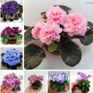 JMS African Violet Seeds, Mixed
