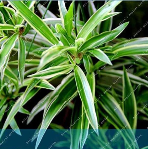 JMS Chlorophytum Comosum Greenery Home And Garden Decoration Plant Easy To Grow
