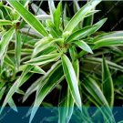 JMS Chlorophytum Comosum Greenery Home And Garden Decoration Plant Easy To Grow