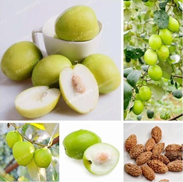 JMS Jujube Seeds, 10 Seeds