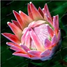 JMS Rare Protea Cynaroides Seeds, Pink Flowers