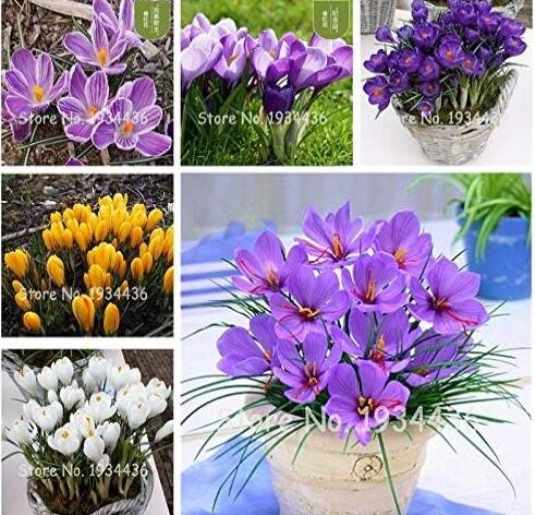 JMS Saffron Plants Crocus Flower (Not Crocus Saffron Bulbs), Mixed