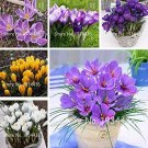 JMS Saffron Plants Crocus Flower (Not Crocus Saffron Bulbs), Mixed