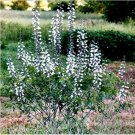 JMS White Wild Indigo Baptisia Aa Flower Seeds