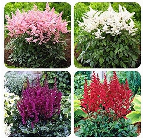 JMS Astilbe Chinensis Flowers Seeds, Mixed