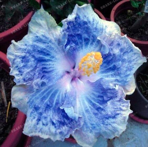 JMS Hibiscus Rosa-Sinensis Flower Seeds, White-Blue Big Single Flowers
