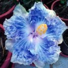 JMS Hibiscus Rosa-Sinensis Flower Seeds, White-Blue Big Single Flowers