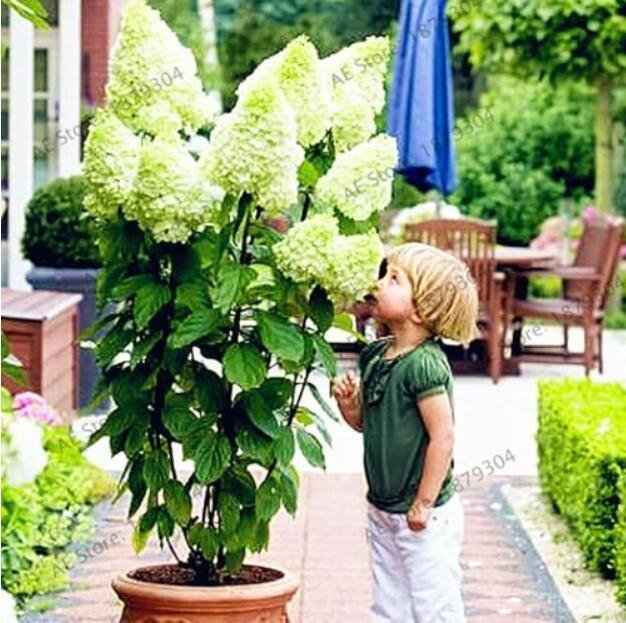 JMS Vanilla Strawberry Hydrangea Seeds, Whitish Green Flowers