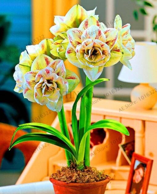 JMS Amaryllis Bulb, Yellow Double Flowers With Few Red Stripes